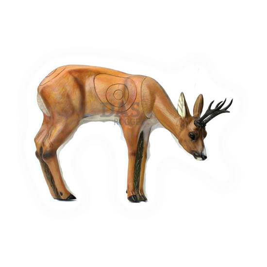 Target 3-D SRT  Roebuck Grazing