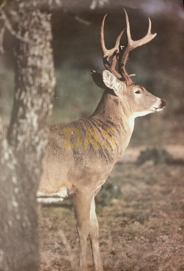 Saunders Dierenblazoen 1562 "Curious" Whitetail Photo 29"X 40"