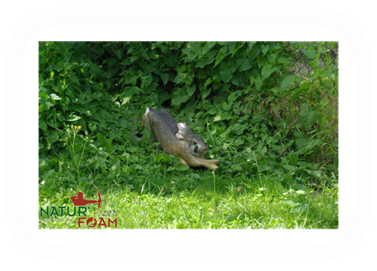 Target 3-D Naturfoam HARE - RUNNING