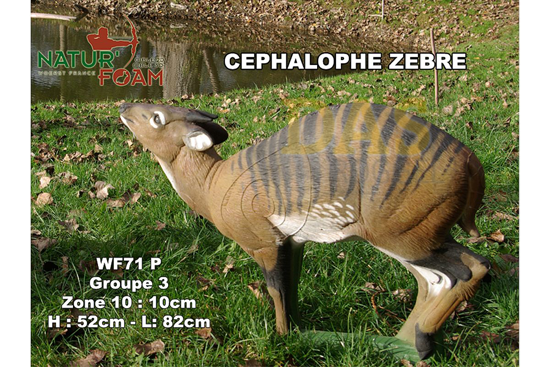 Naturfoam CEPHALOPHUS ZEBRA