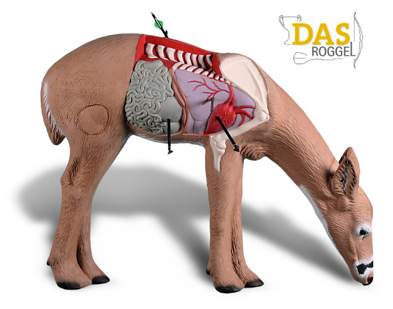 Rinehart Target 3D Anatomy Dear